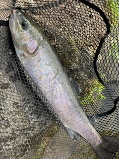 ニジマスの釣果