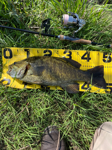 スモールマウスバスの釣果