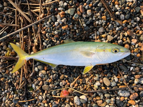 コゾクラの釣果