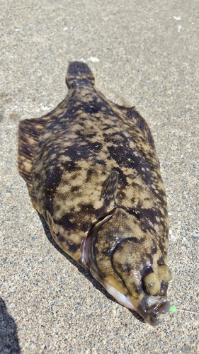 カレイの釣果