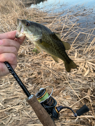 ラージマウスバスの釣果