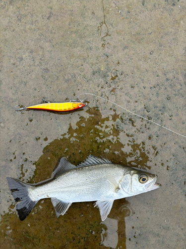 セイゴ（ヒラスズキ）の釣果