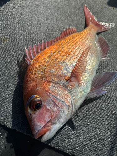 マダイの釣果