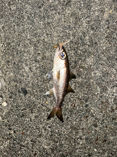 クロムツの釣果