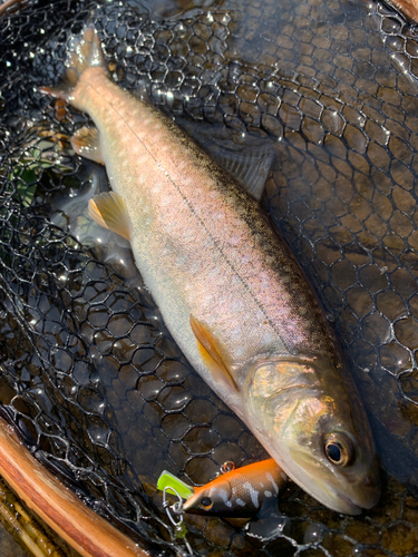 アメマスの釣果