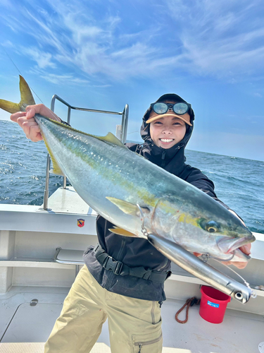 ヤズの釣果