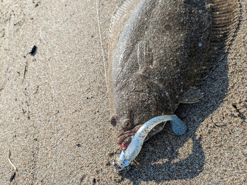 ヒラメの釣果