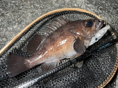 メバルの釣果