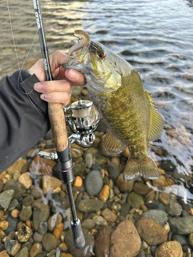 スモールマウスバスの釣果