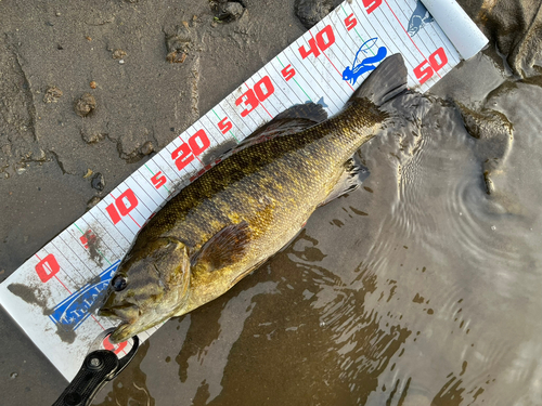 スモールマウスバスの釣果