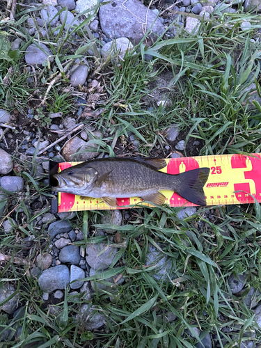 スモールマウスバスの釣果