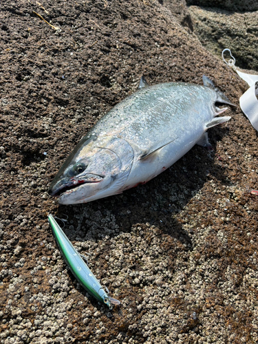 サクラマスの釣果