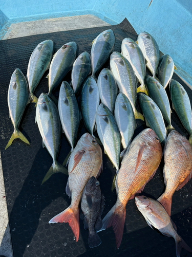 新潟県で釣れたマダイの釣り・釣果情報 - アングラーズ