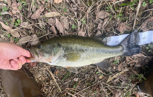 ブラックバスの釣果