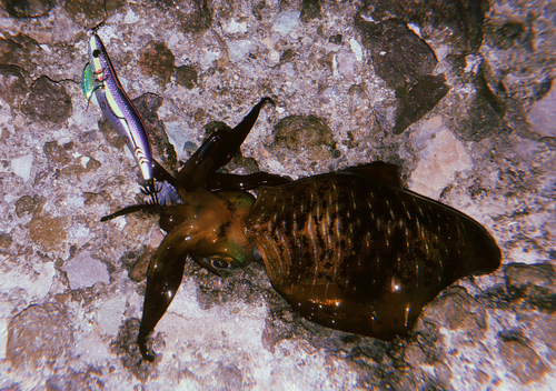 アオリイカの釣果