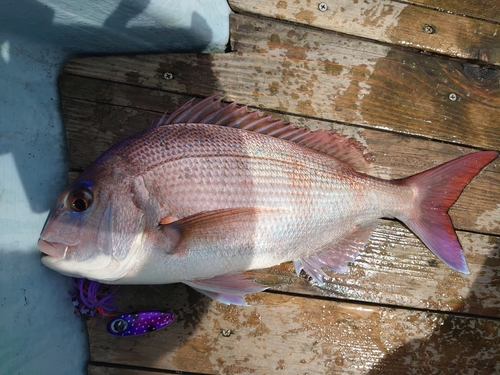 マダイの釣果