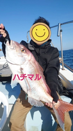 マダイの釣果