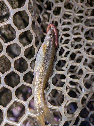 アブラハヤの釣果