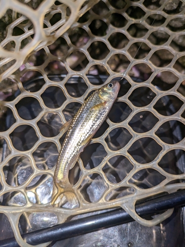 タモロコの釣果