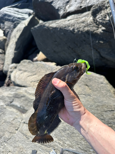 アイナメの釣果