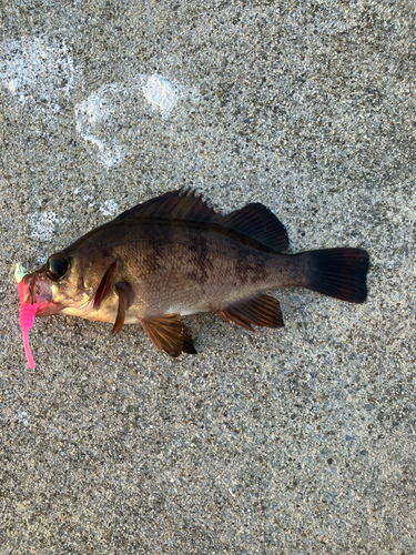 メバルの釣果