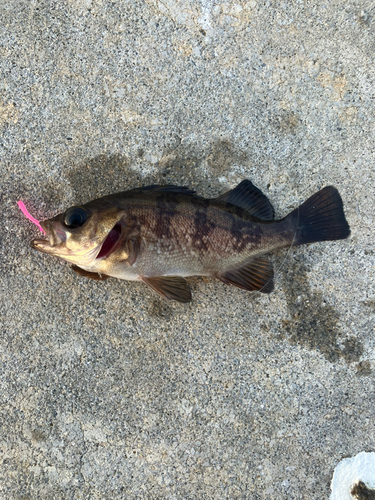 メバルの釣果