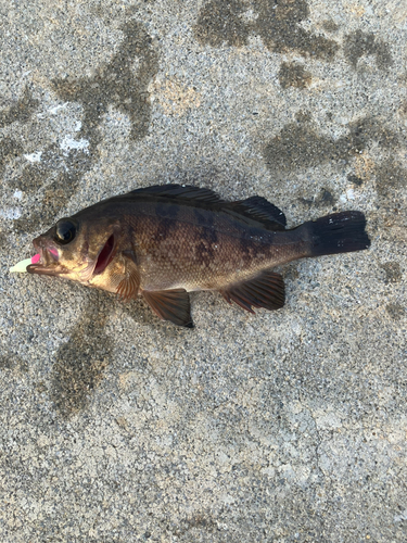 メバルの釣果