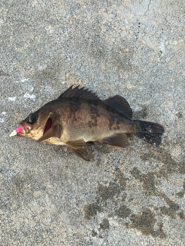 メバルの釣果