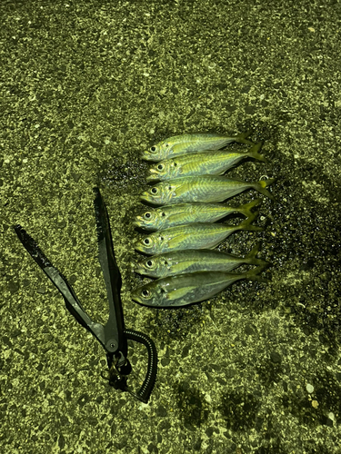 アジの釣果