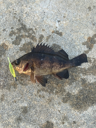 メバルの釣果