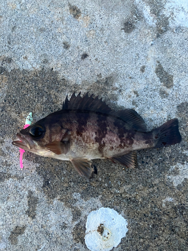 メバルの釣果