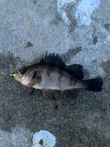 メバルの釣果