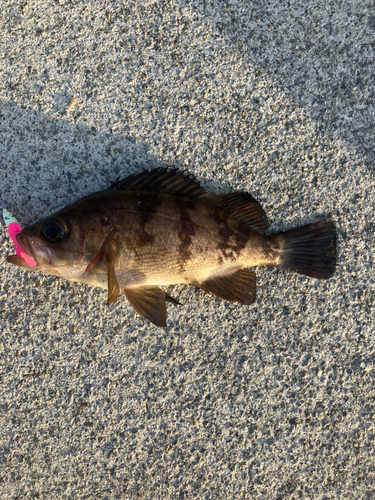 メバルの釣果