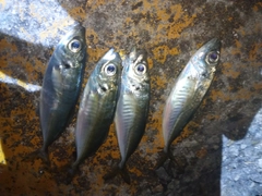 アジの釣果