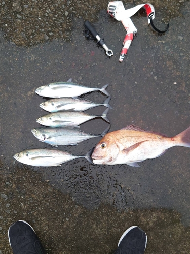 オニアジの釣果