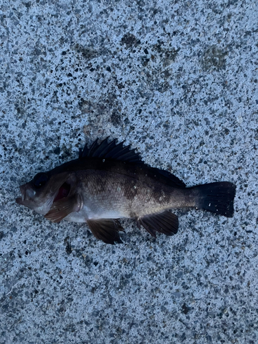 メバルの釣果