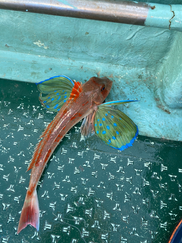 ホウボウの釣果