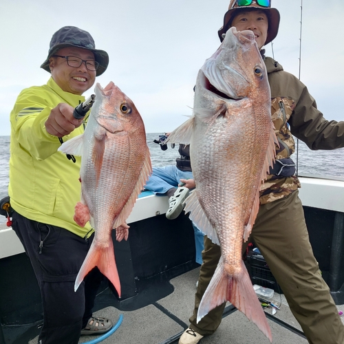 マダイの釣果