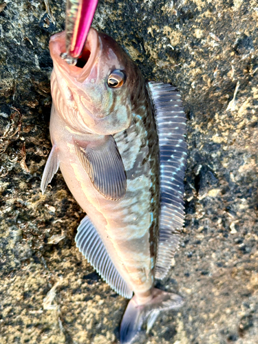 ホッケの釣果