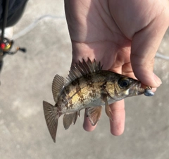 シロメバルの釣果