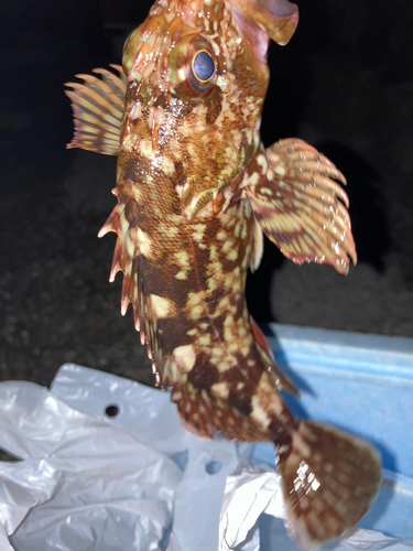 タケノコメバルの釣果