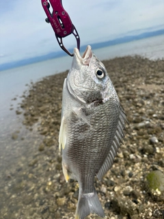 キビレの釣果