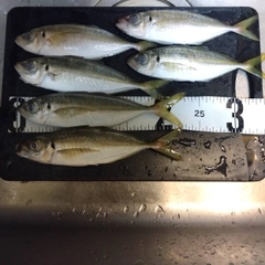 アジの釣果