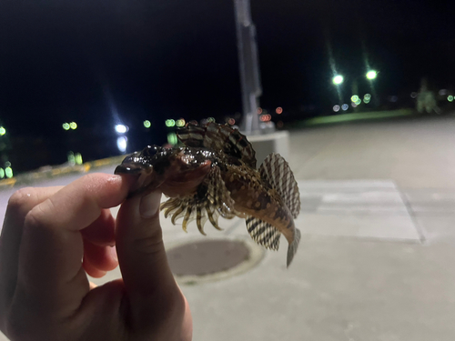 ニジカジカの釣果