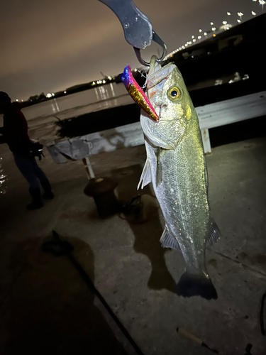 シーバスの釣果