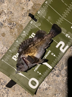 ムラソイの釣果