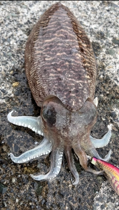 ハリイカの釣果