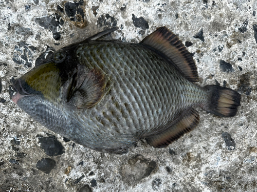 ゴマモンガラの釣果