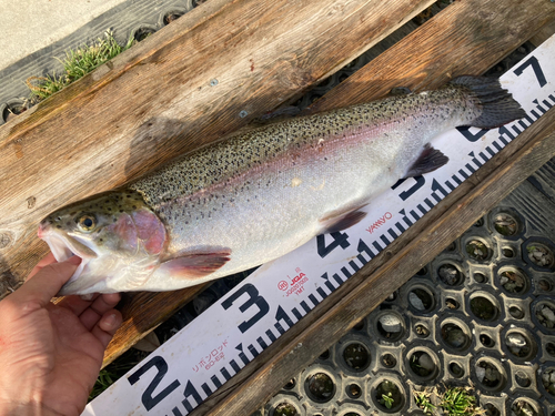 ニジマスの釣果