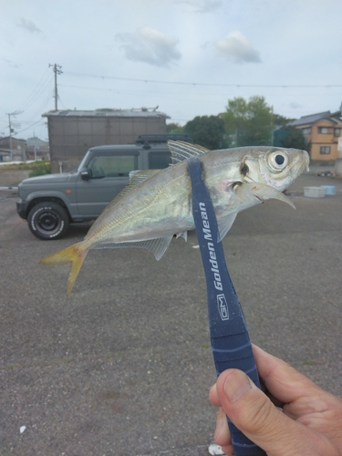 マアジの釣果